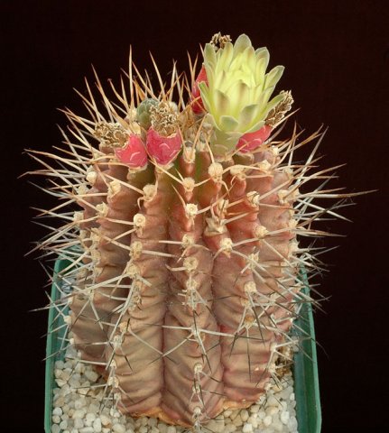 Gymnocalycium_schikendantzi